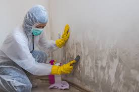  Stratford, NJ Mold Removal Pros